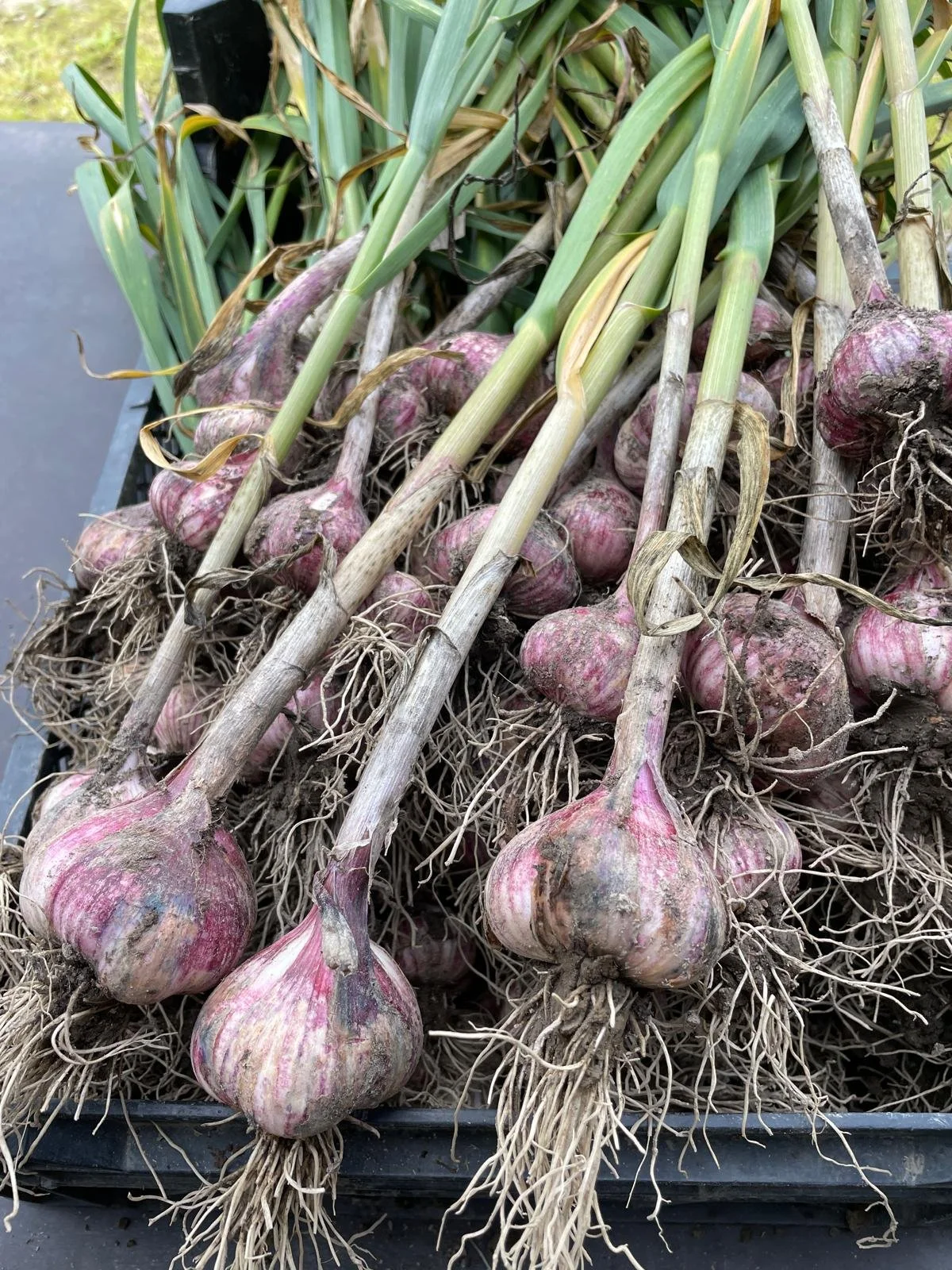 WhatsApp Image 2025-11-22 at 23.16.15 (1).jpeg