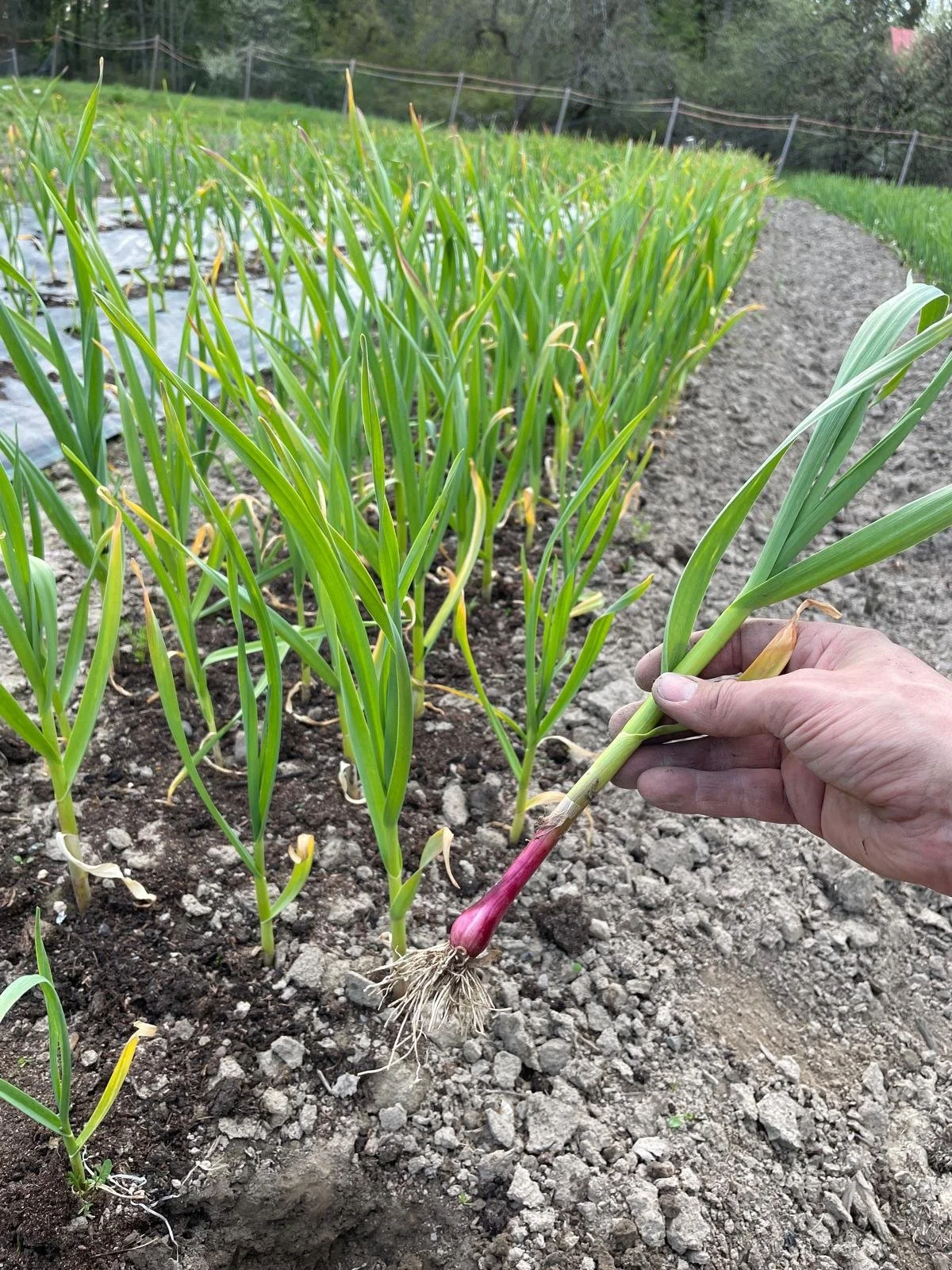 WhatsApp Image 2025-11-22 at 23.08.23 (1).jpeg