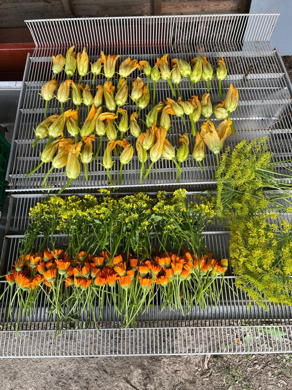 Harjoittelu Kaupunkilaisten Omalla Pellolla satokausi 2026