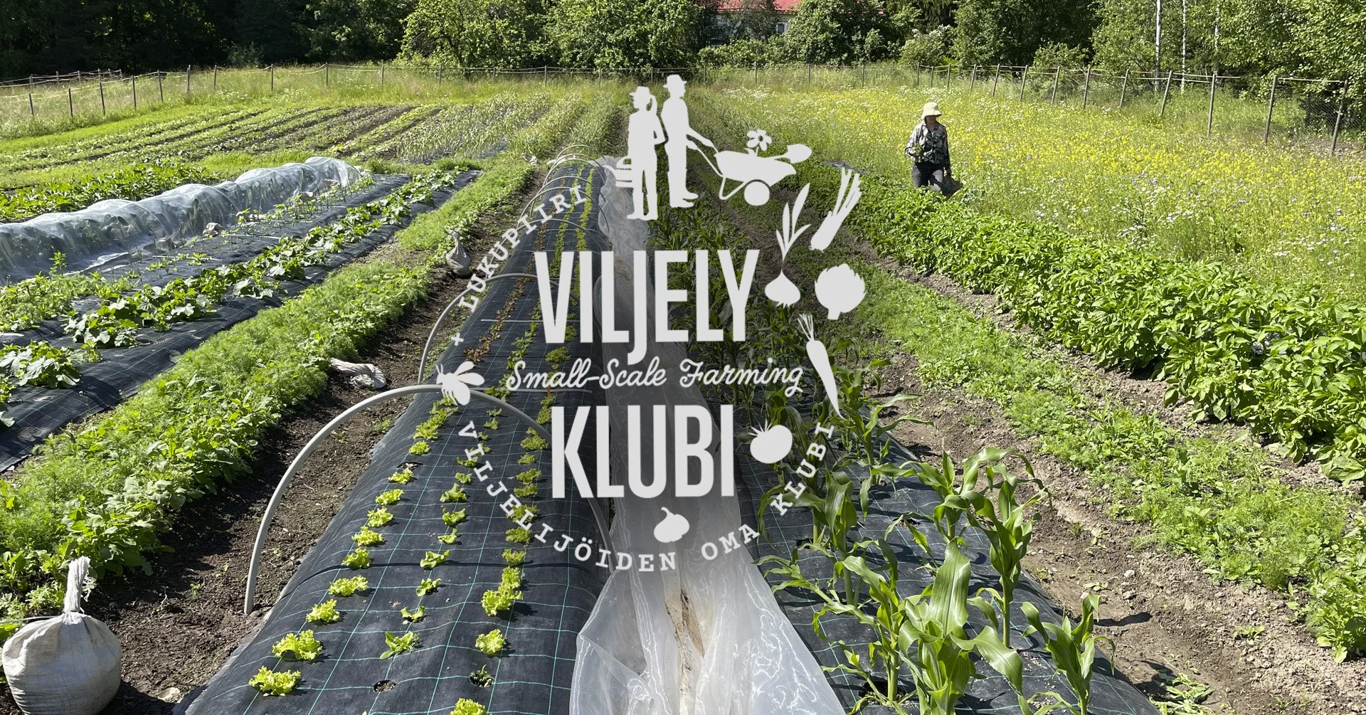 Iltatalkoot pellolla