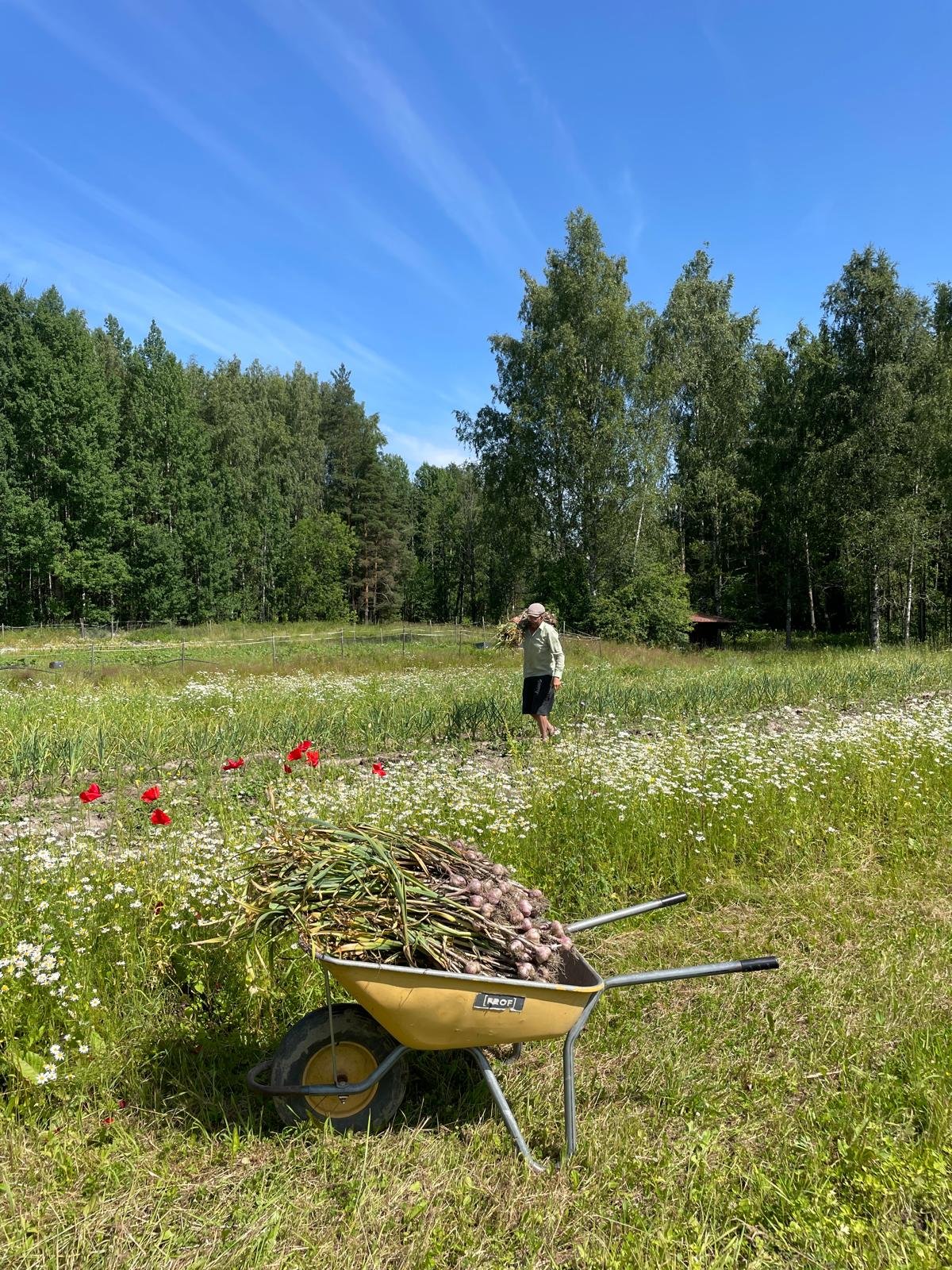 Luomuvalkosipulin ennakkomyynti 2026