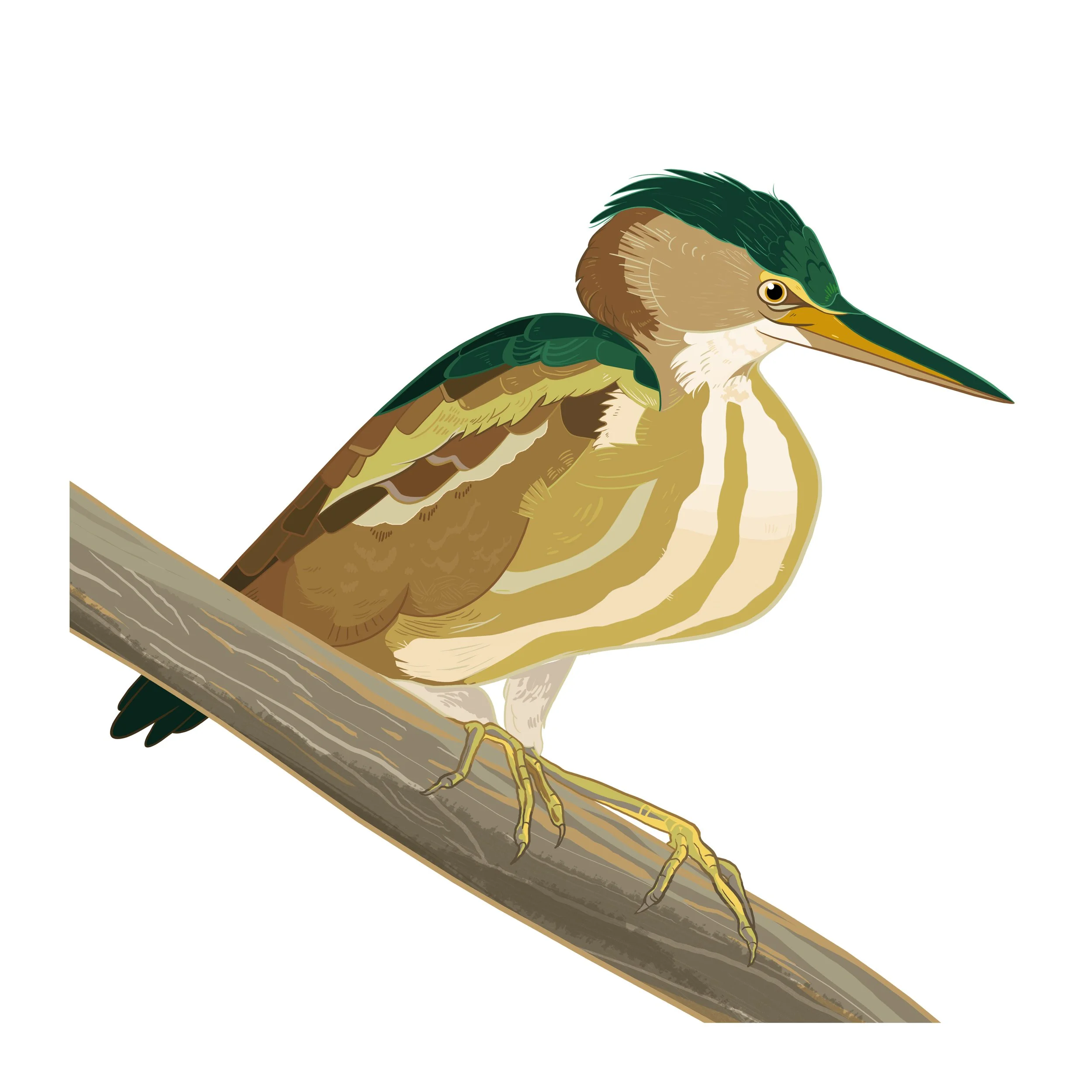 least_bittern_2.jpg