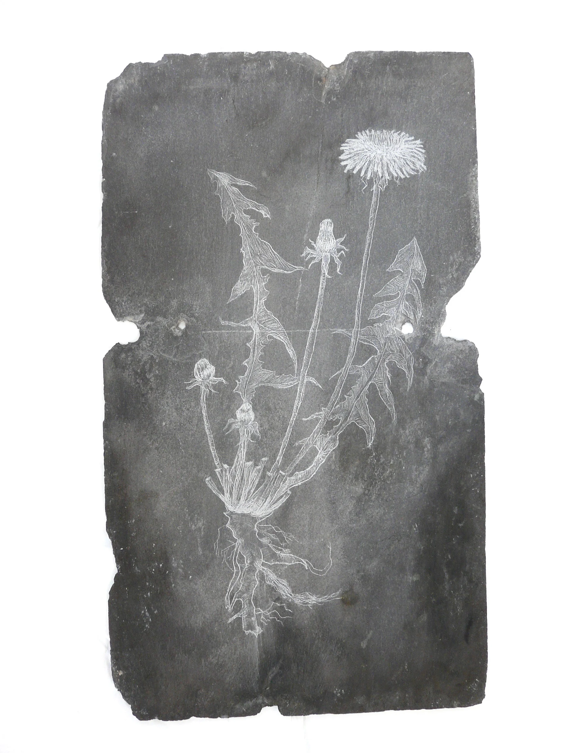 Dandelion, Slate Engraving.