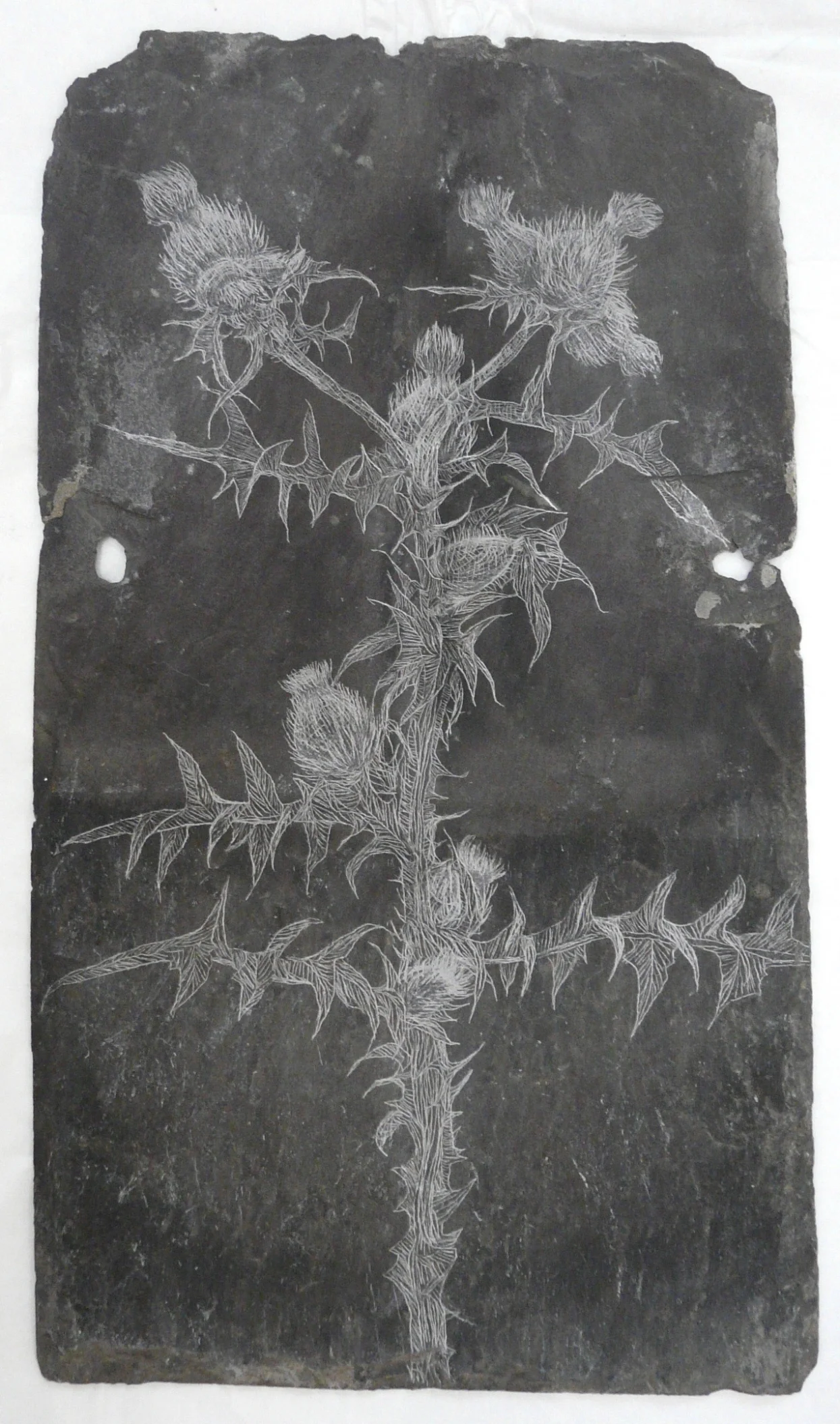 Thistle, Slate Engraving.