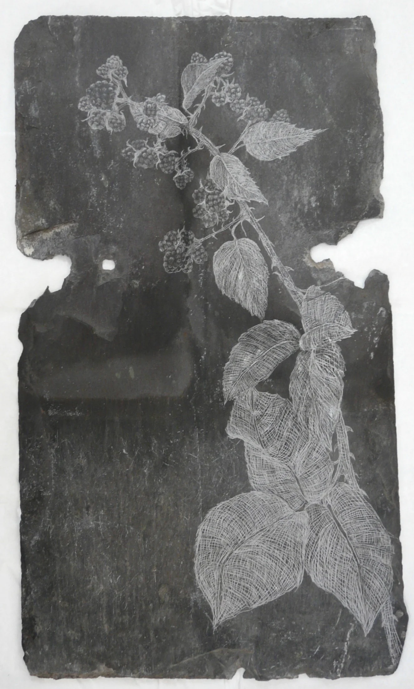 Blackberry, Slate Engraving.