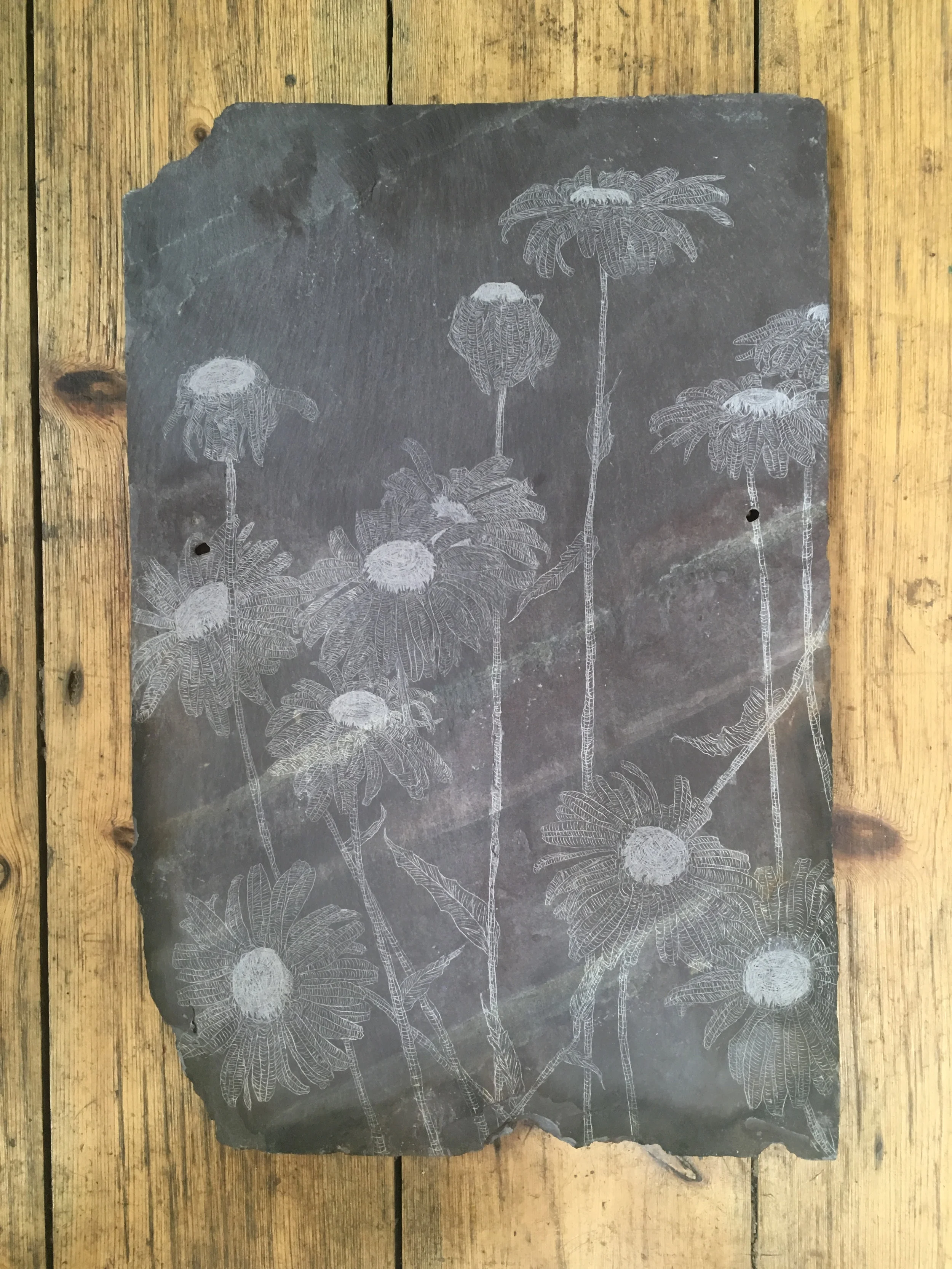 Shasta Daisy, Slate Engraving.