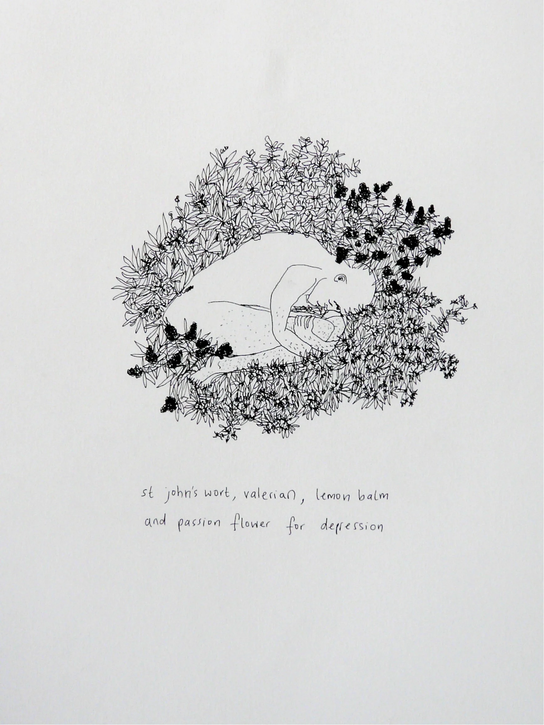 St john's wort. valerian, lemon balm and passion flower for depression, Plants & People Series.