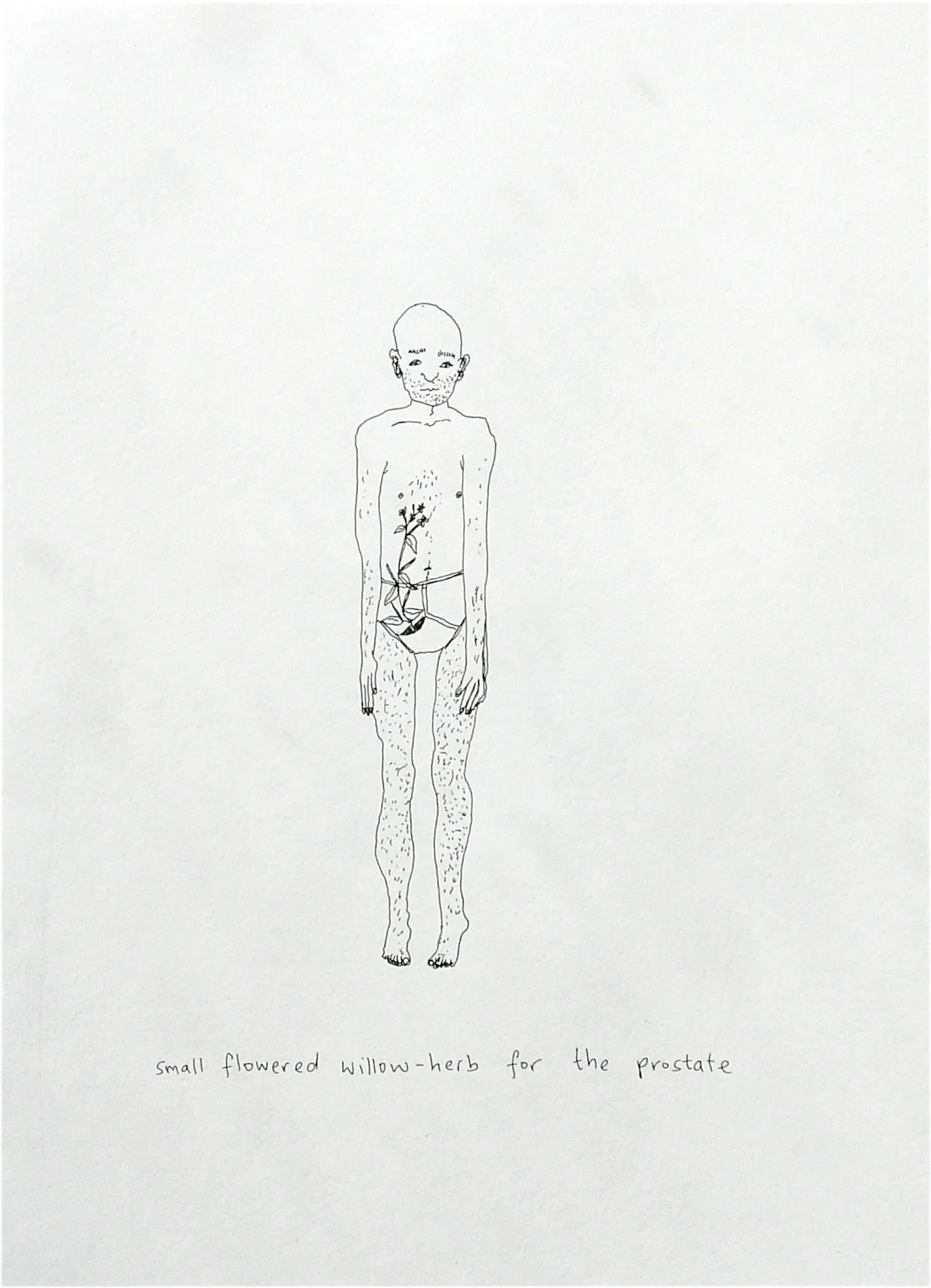 Small flowered willow-herb for the prostate, Plants & People Series.