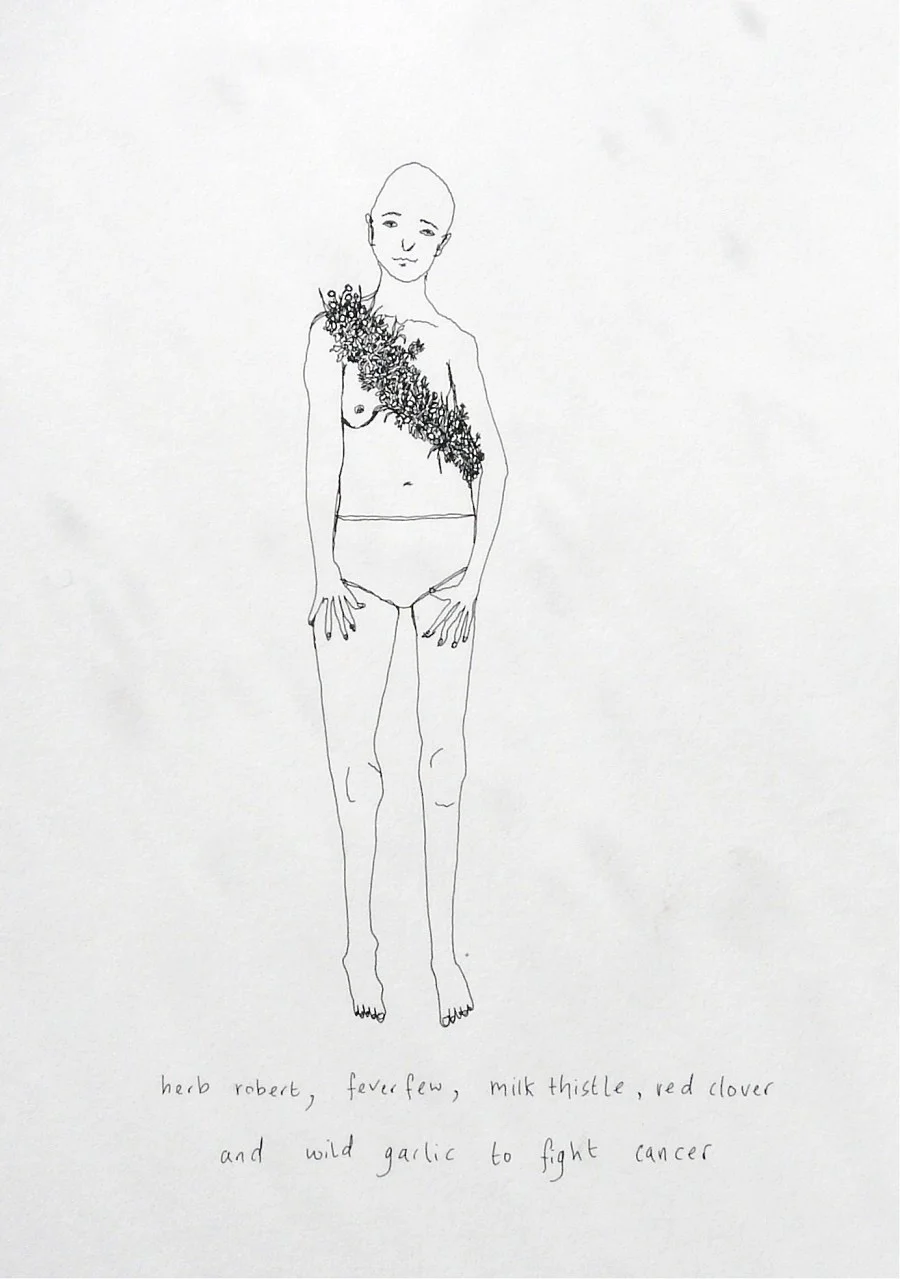 Herb robert, feverfew, milk thistle, red clover and wild garlic to fight cancer, Plants & People Series.