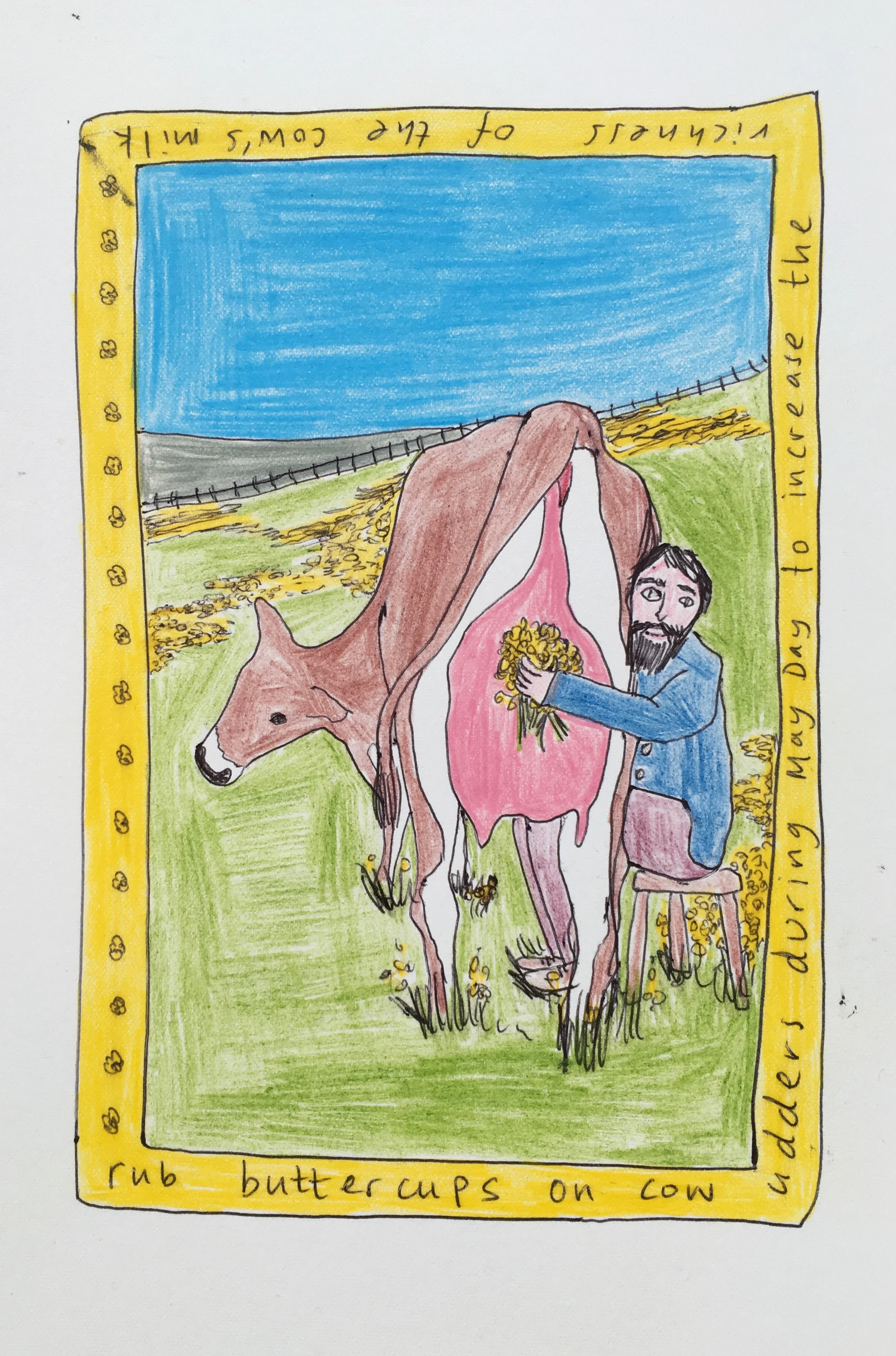 Rub buttercups on cow udders during May Day to increase the richness of the cow's milk, Plant Tales Series (Prints available).