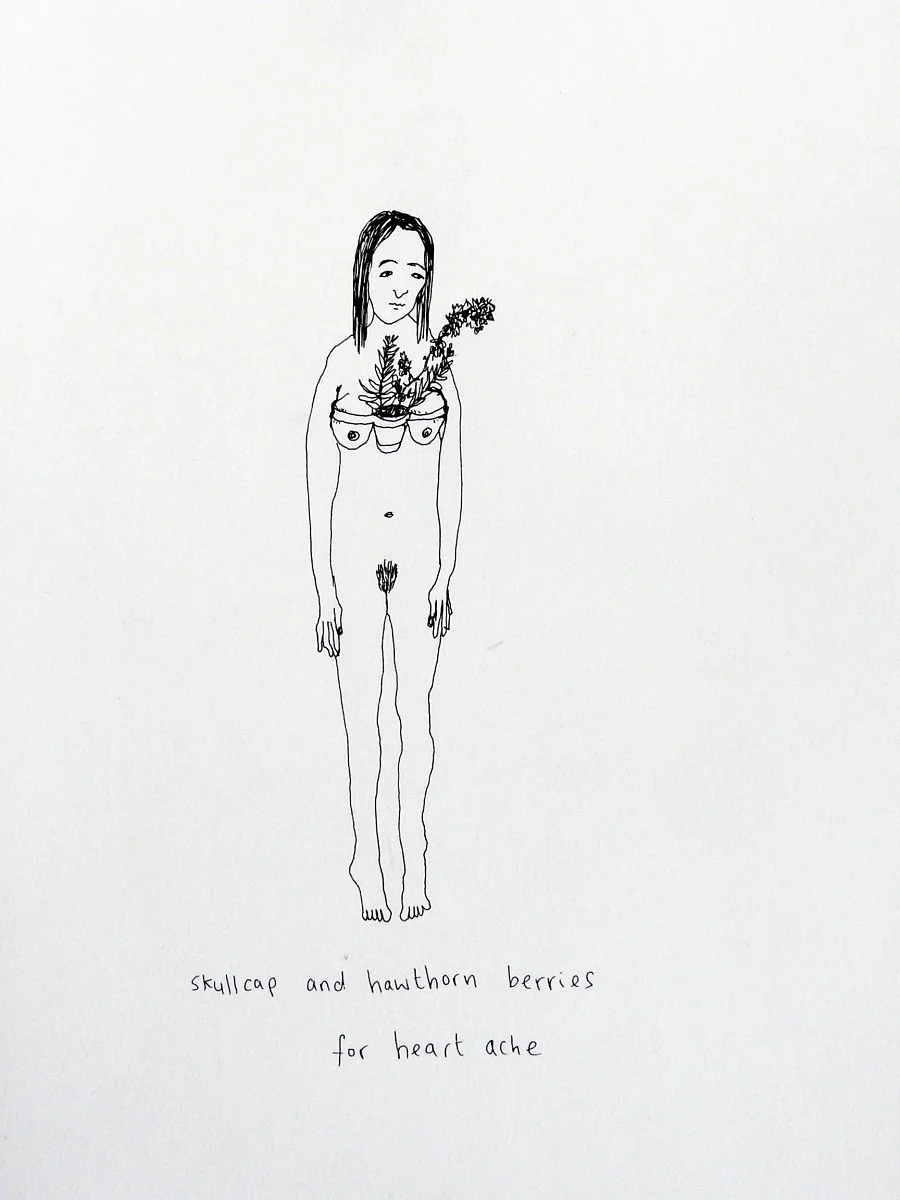 Skullcap and hawthorn berries for heartache, Plants & People Series.