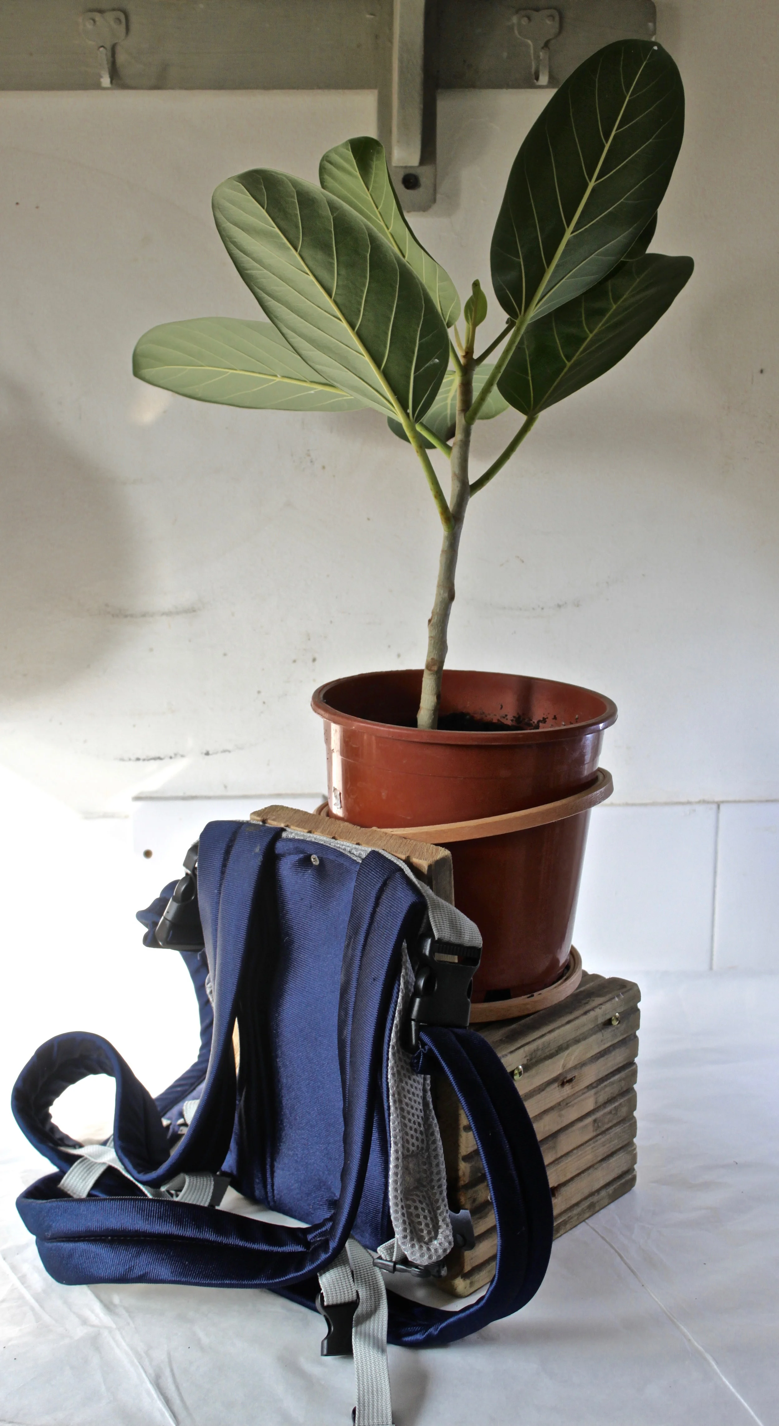 Plant Hugger, useful for wearing in overly crowded situations for grounding and a sense of calm. Particularly successful when wearing aromatic plants such as Lavender.