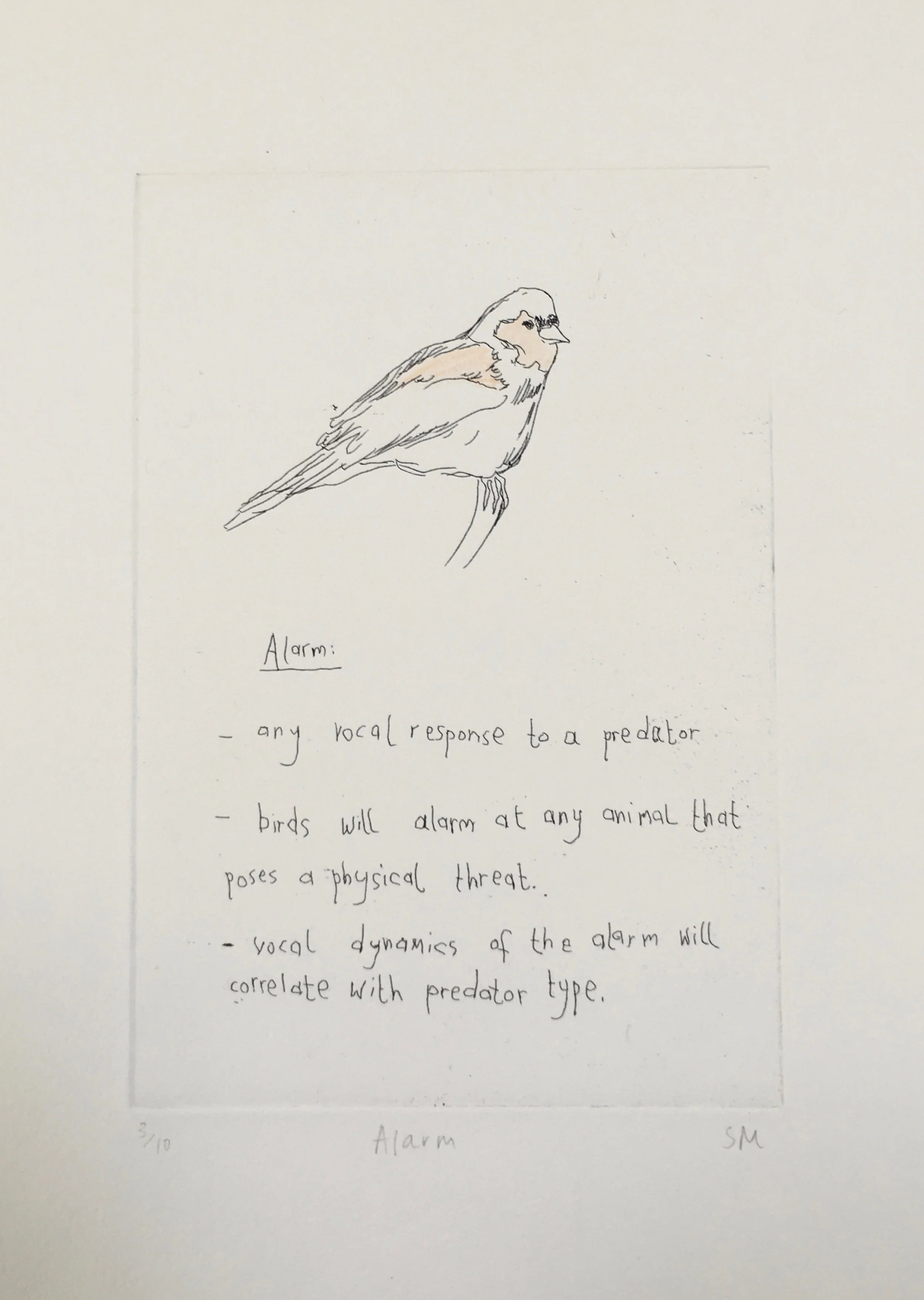 Alarm, Language of Song Birds IV, Hand tinted etching (Etchings available).