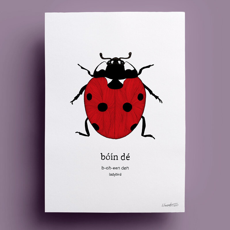 main-web-20-boin-de-ladybird.jpg