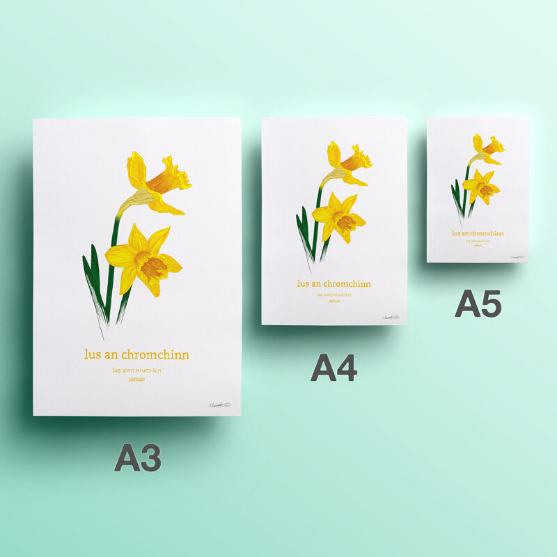 2nd-web-20-lus-an-chromcinn-daffodil.jpg
