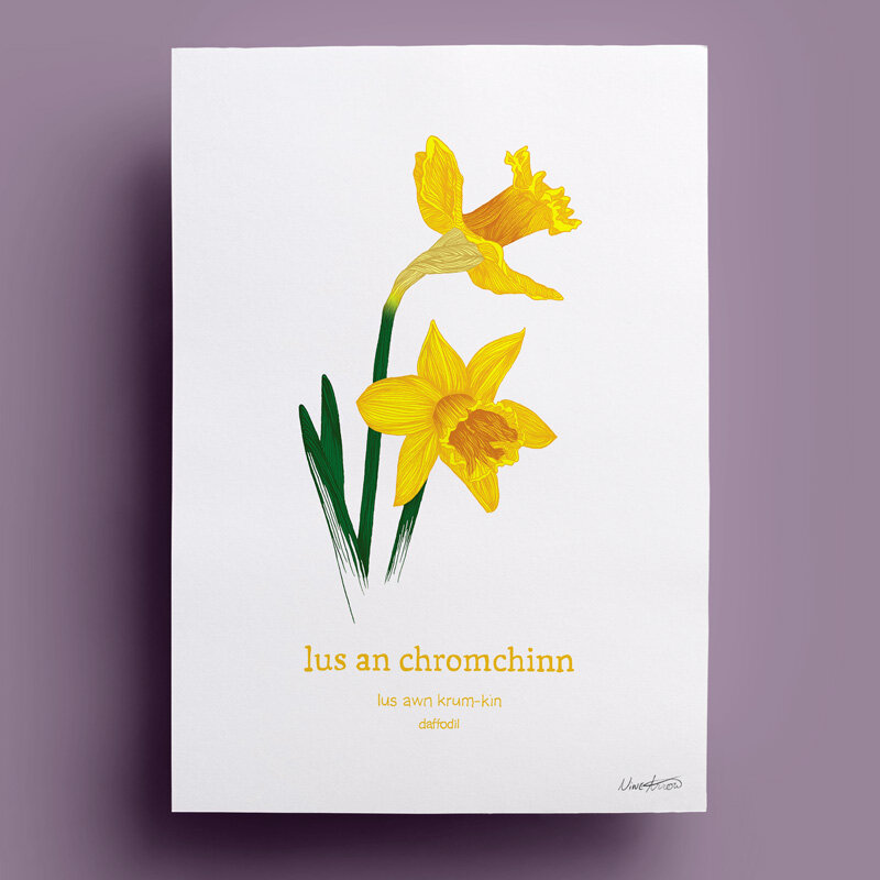 main-web-20-lus-an-chromcinn-daffodil.jpg
