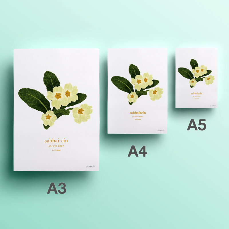 2nds-web-20-sabhaircin-primrose.jpg
