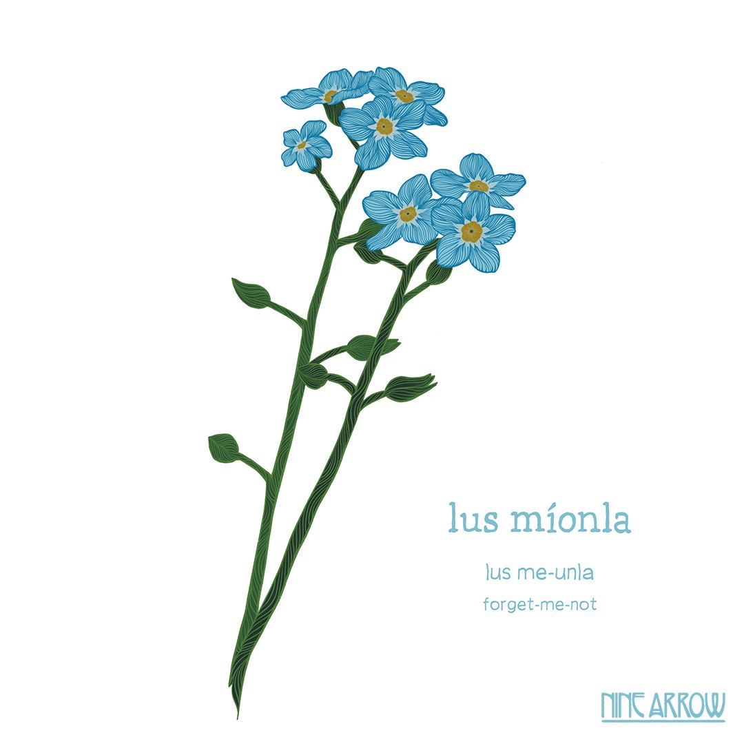 lus-mionla-forget-me-not.jpg