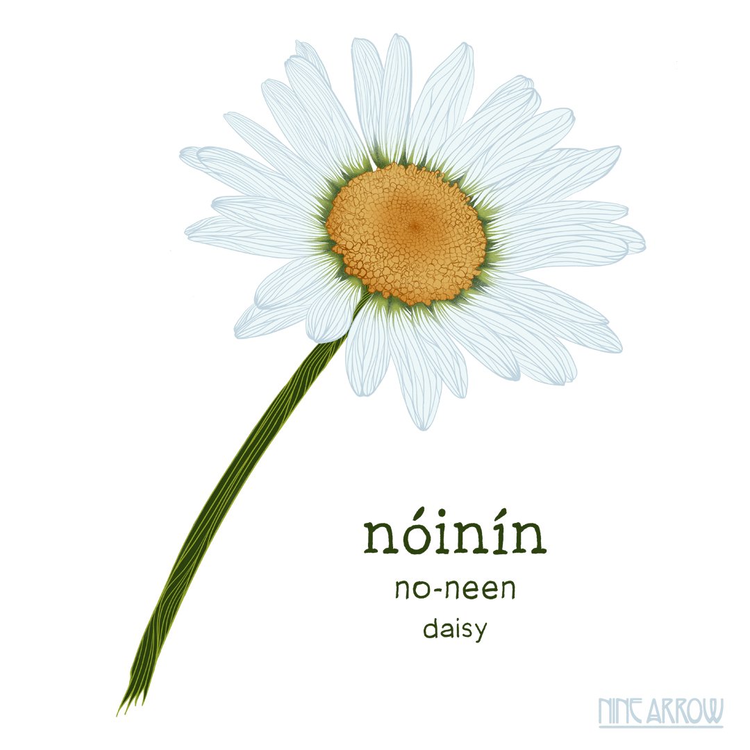 noinin-daisy.jpg