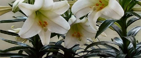 Spring, the Season of Sacraments!!