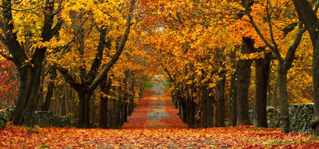 55f86455c753332a5bcdeeac_fall-foilage-rhode-island-cr-getty_abab8514-9ebe-dc36-4ca8aabf2329354b.jpg