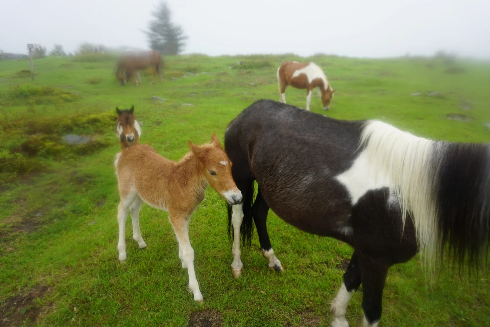 Ponies, Rain, Trail Magic