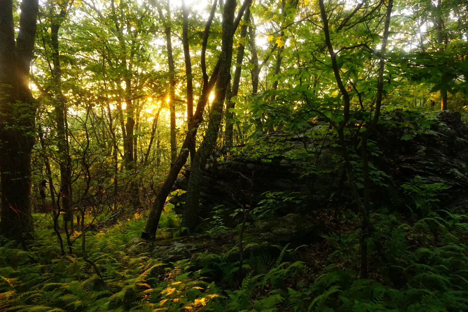 Shenandoah National Park