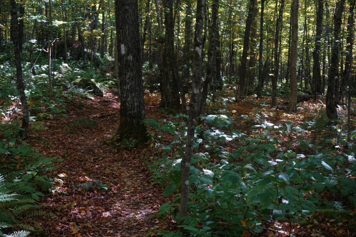 maine89.jpg
