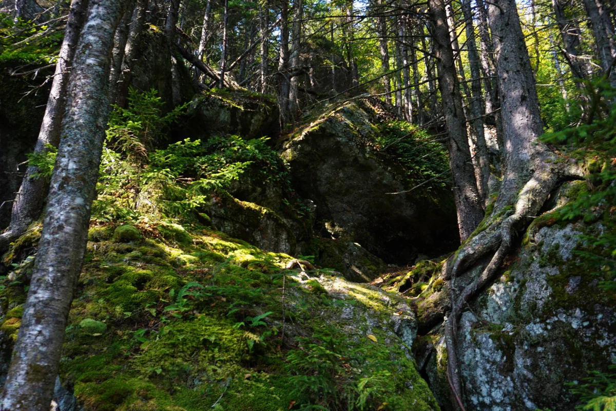 maine48.jpg