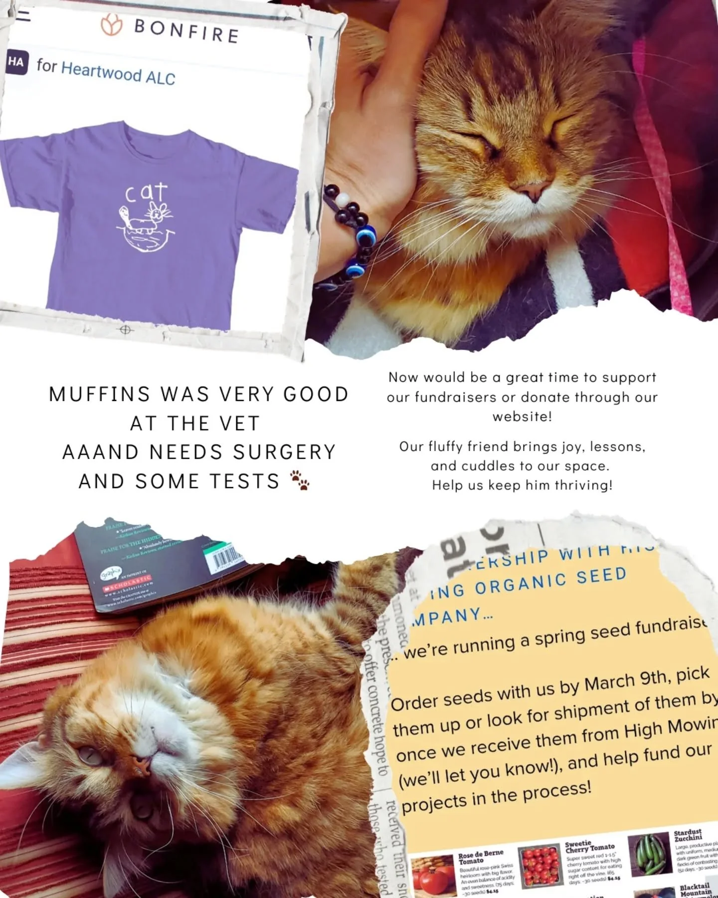 We're running spring fundraisers... just in time for Muffin to need to spend time at the vet. If you like cool shirts or organic seeds (or school cats), check the support links on our website!