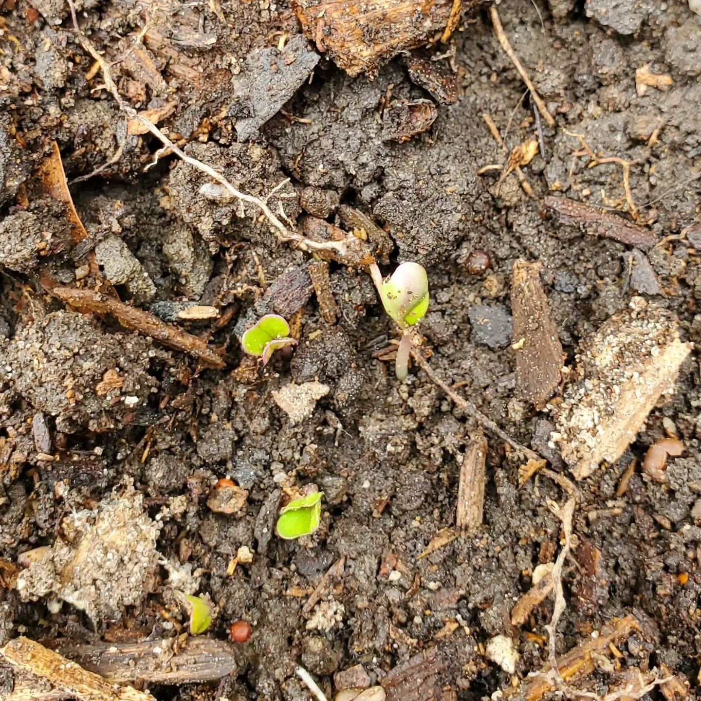 Picking seeds and picking places for seeds was work!!! Perennials vs annuals. Direct sow vs start indoors vs "score and soak 24 hours." Sun vs shade, and shades in between. Tolerates "wet feet" vs rots easily. Climbs. Has a taproo