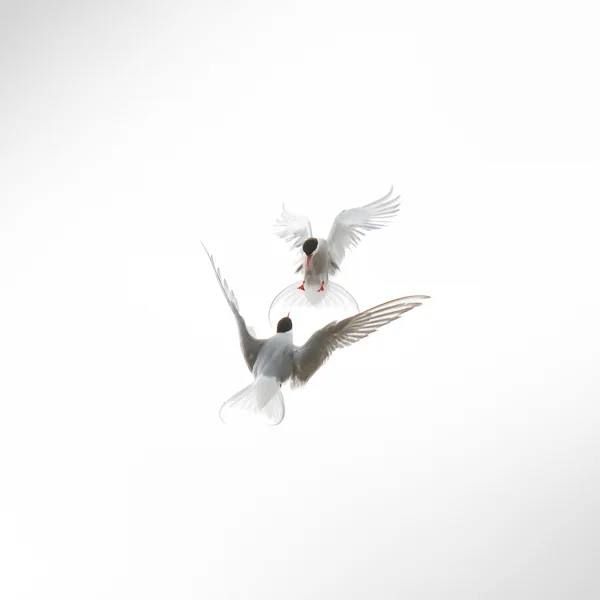 Untitled 02