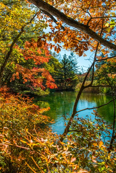 Fall Study
