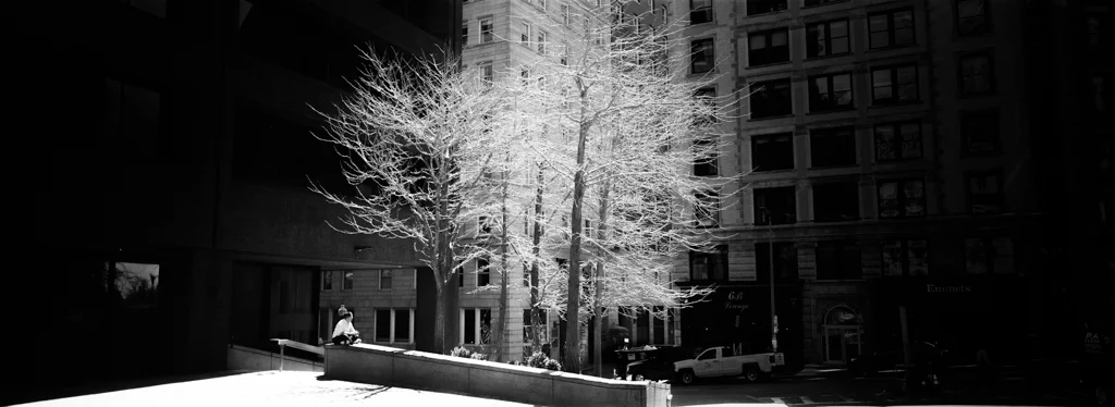 The Tree