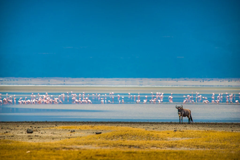 Lone Beest