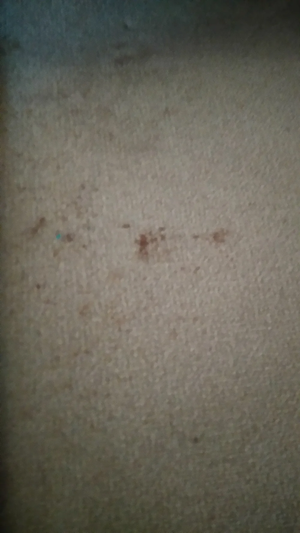 How To Remove The Pollen Stains Of Lillie S Out Carpets Help Our Home