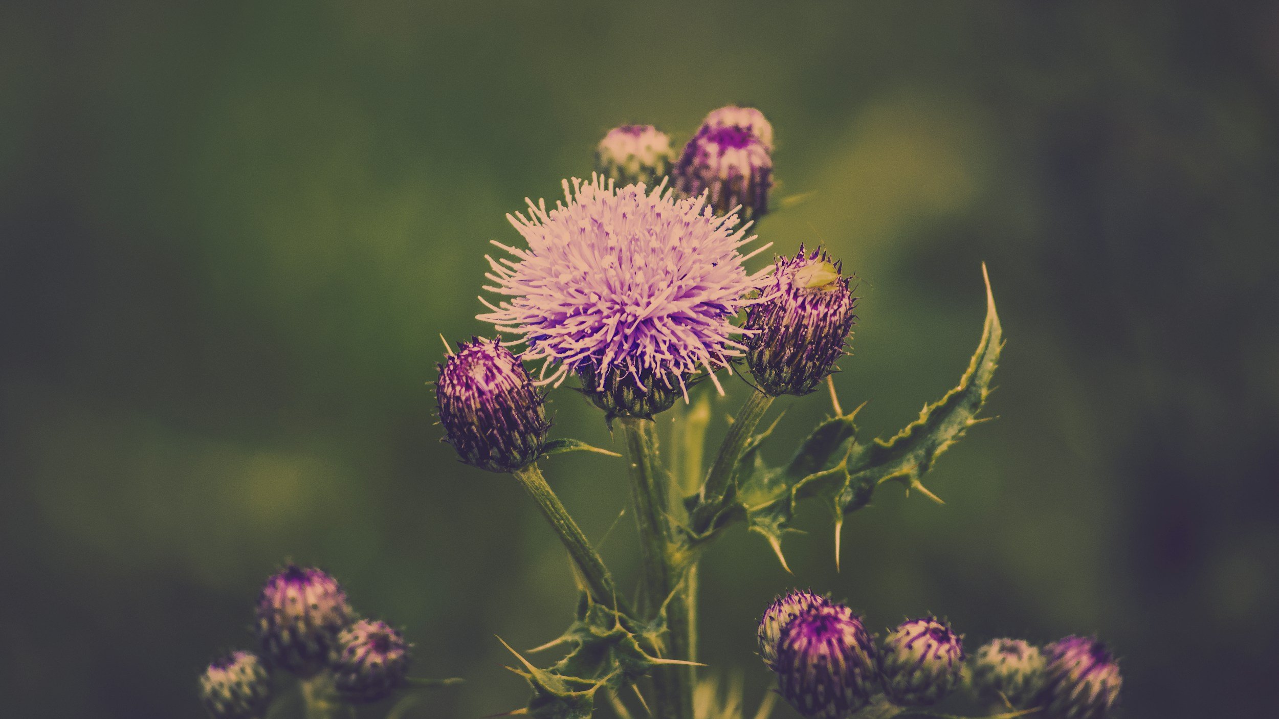 about THISTLES