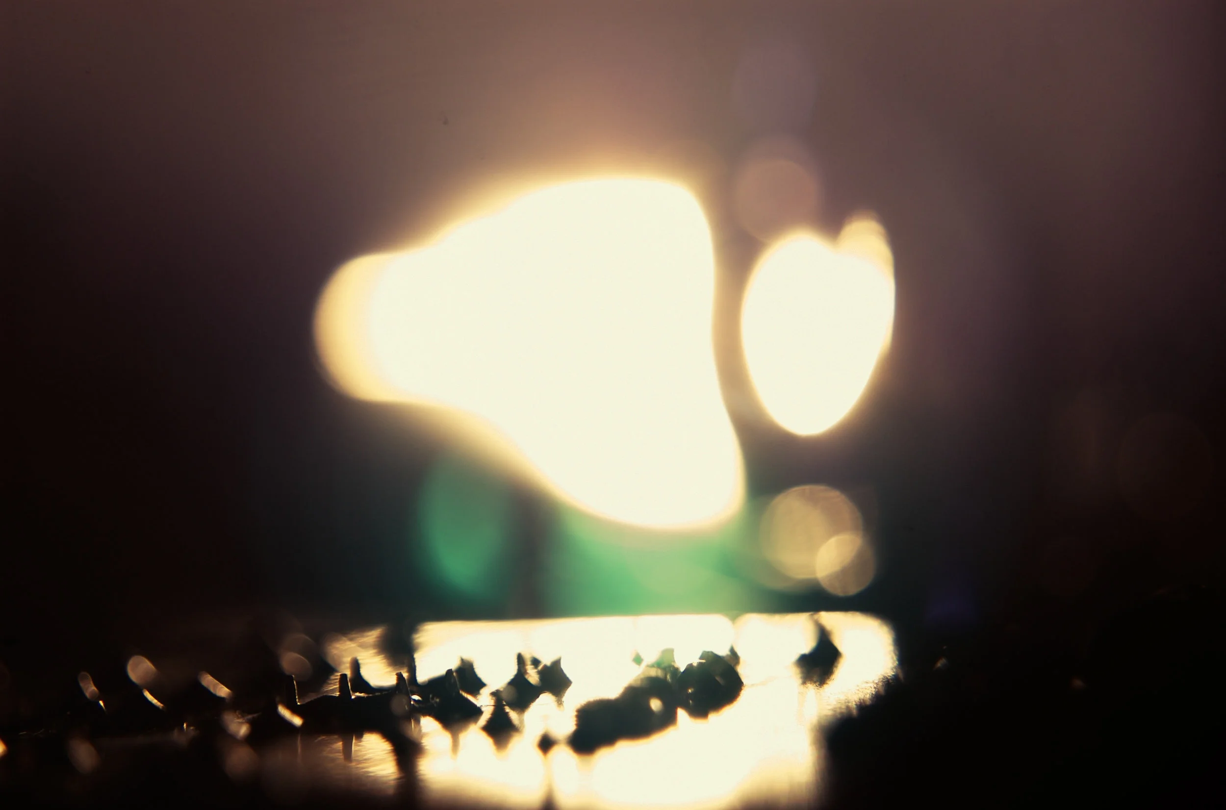 20081228-DSC_0529macro47.jpg