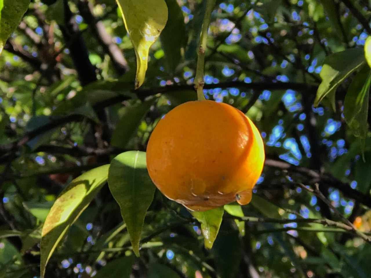 Descanso de Invierno