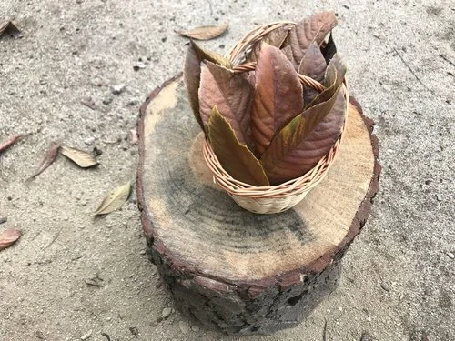 Bienvenida al Otoño