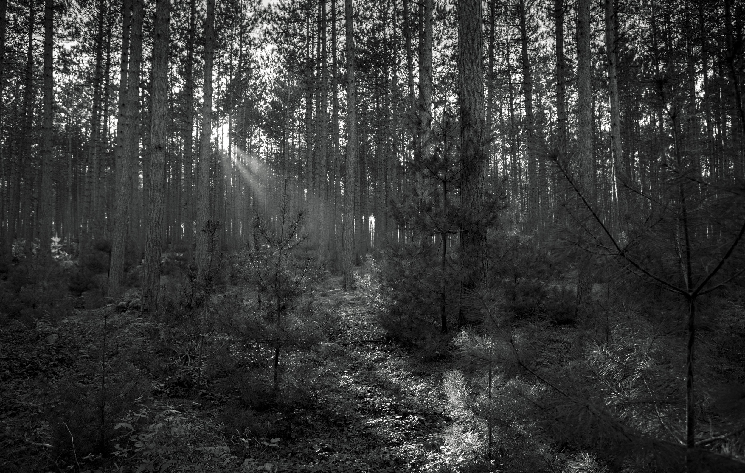 11712467704_e47aaed7aa_o copy-2.jpg