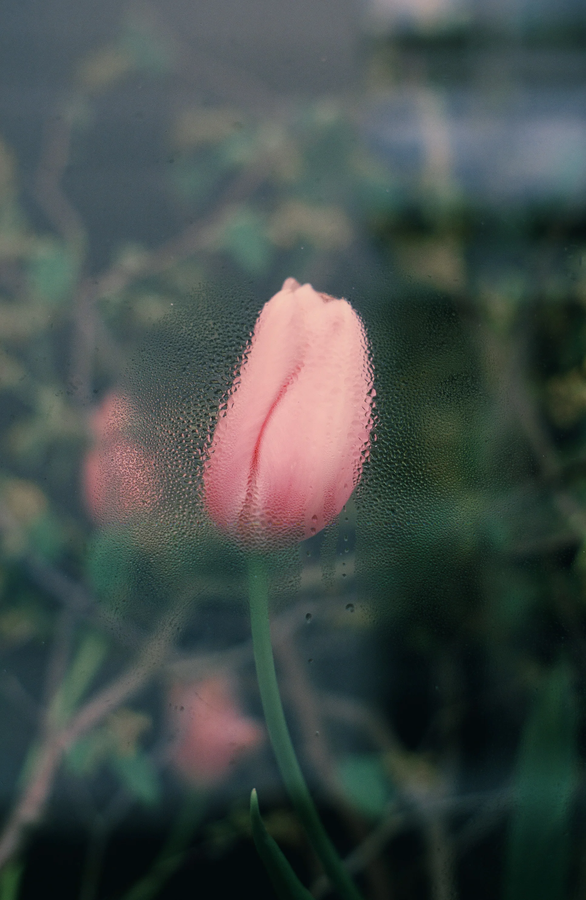"Flower 1" 2016