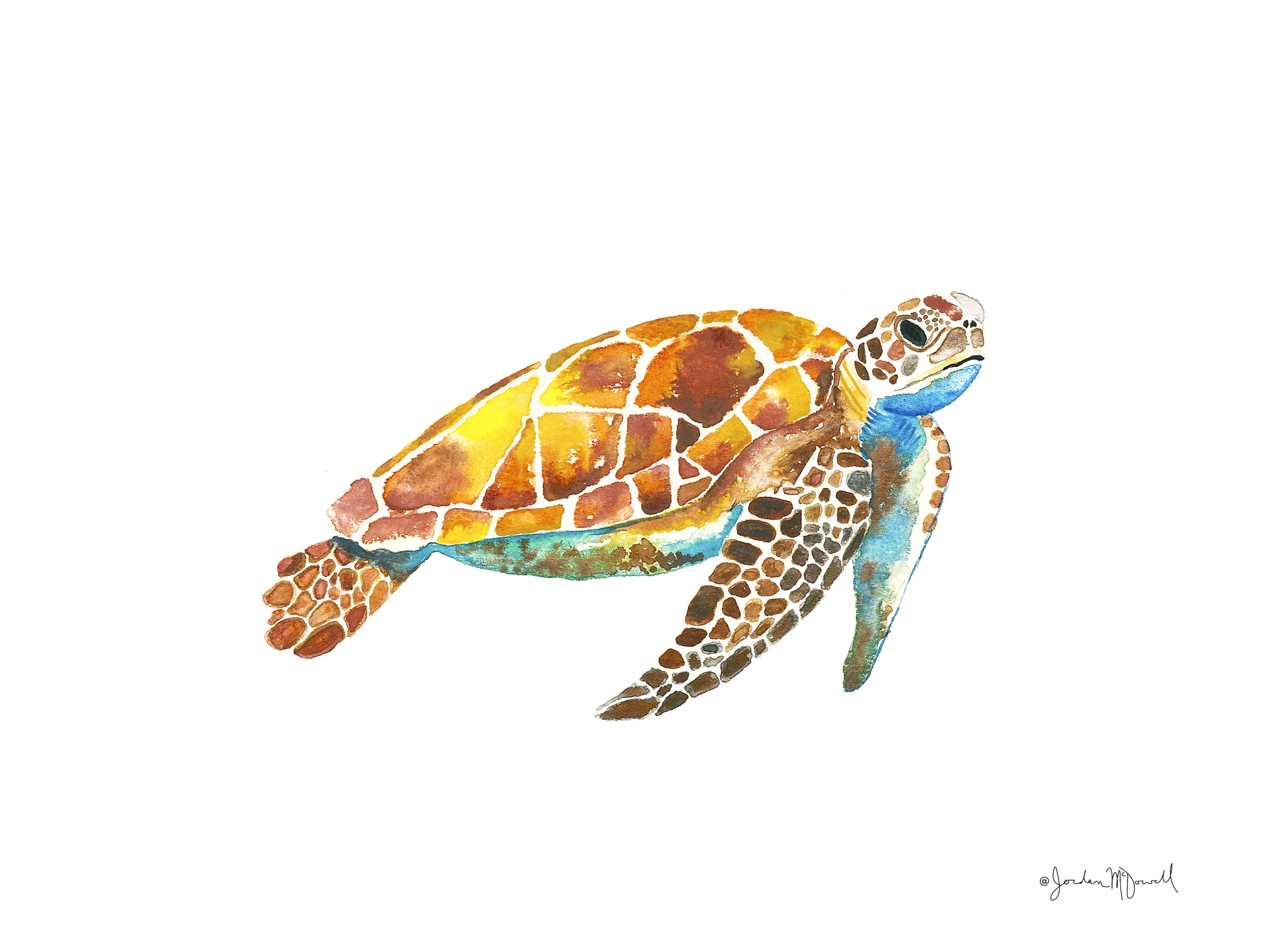 Sea Turtle 9x12 sig.jpg