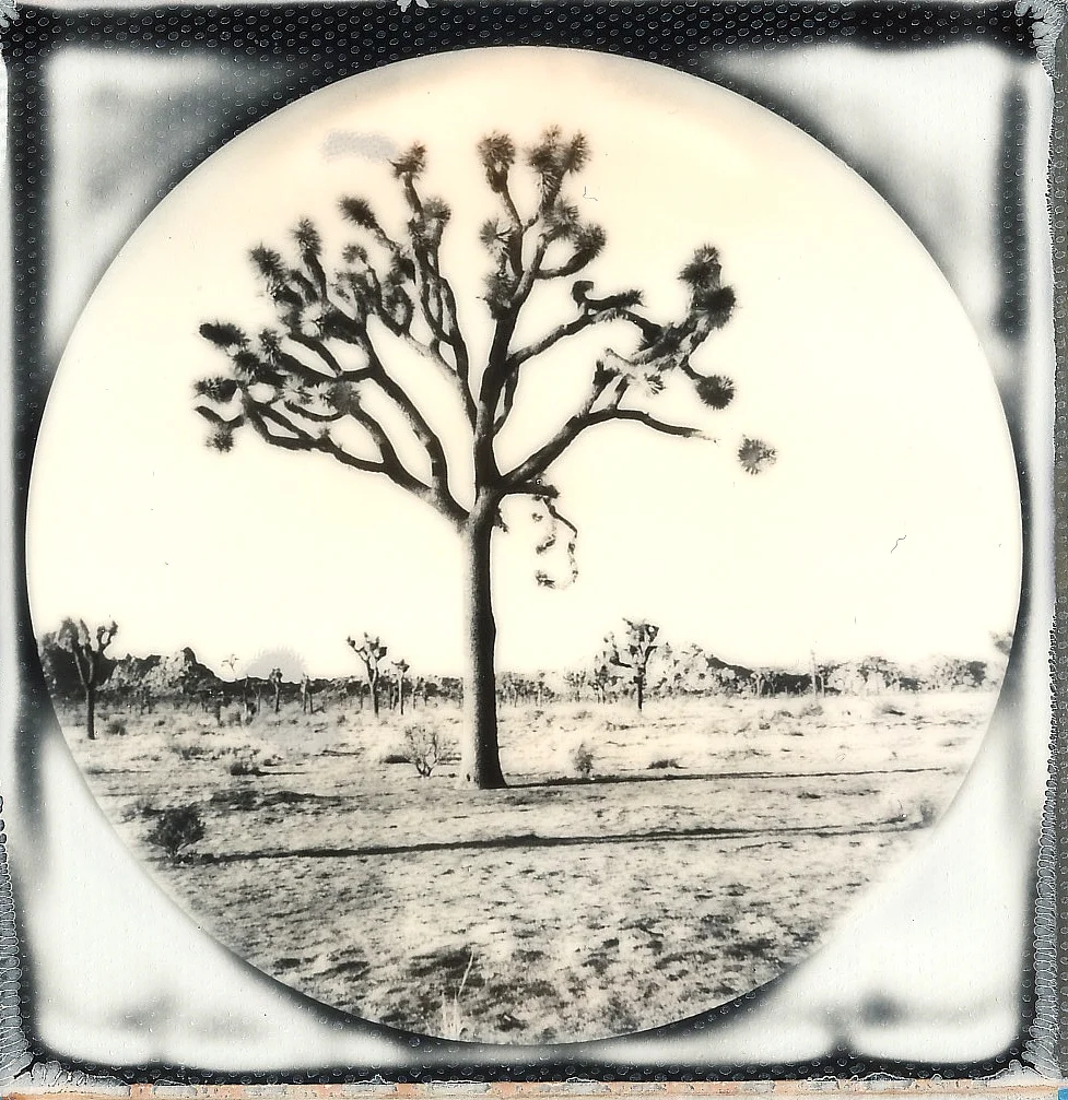 Joshua Tree