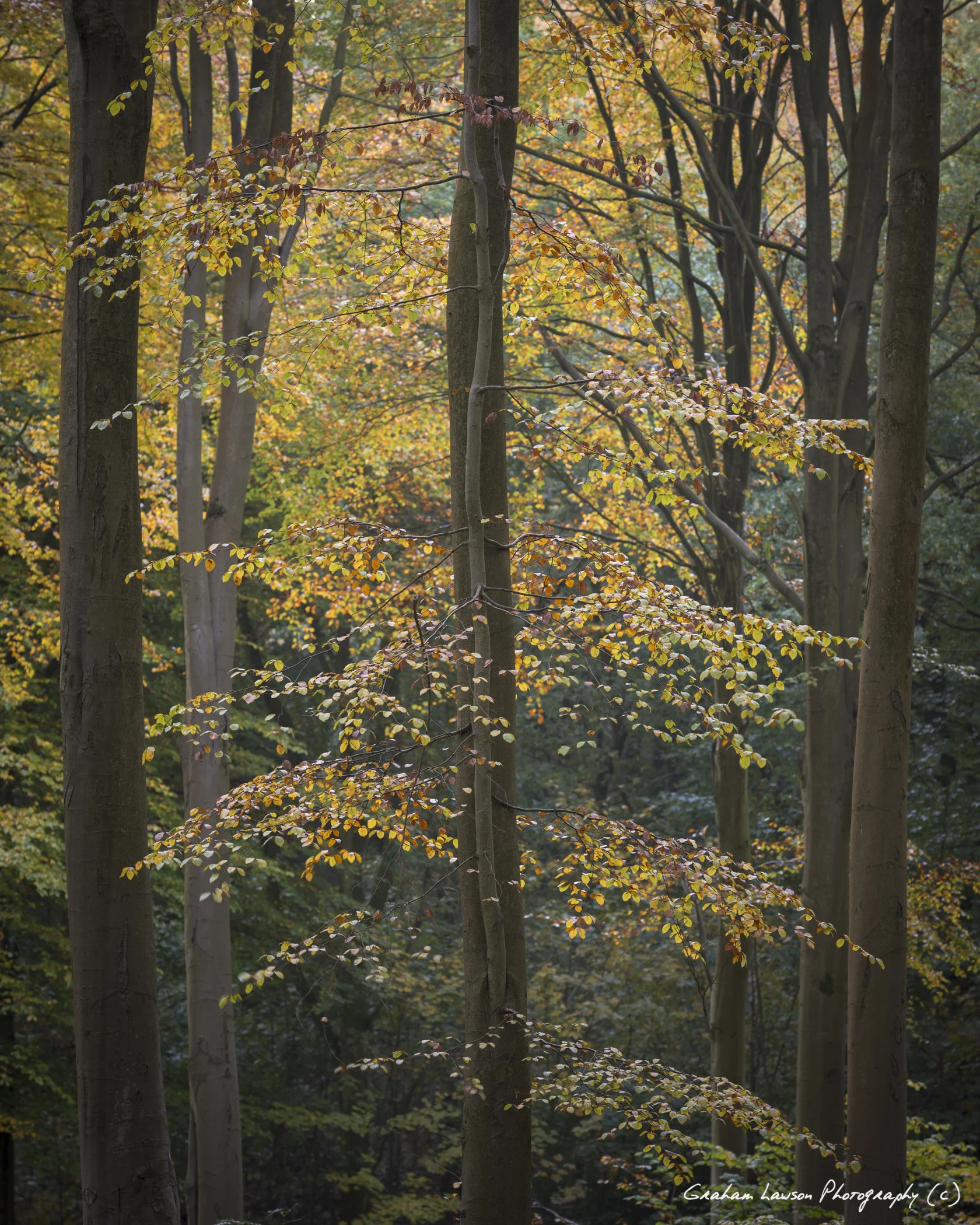 Autumn Colours