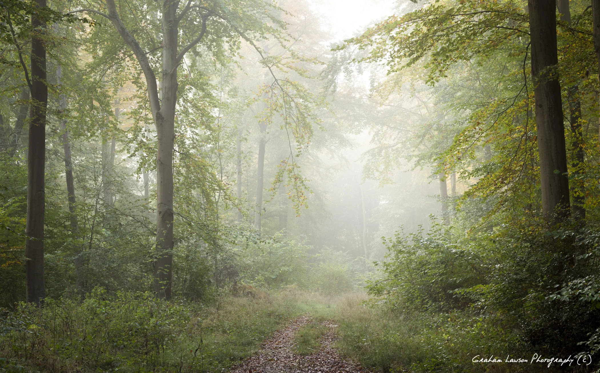 Into the Misty Wood