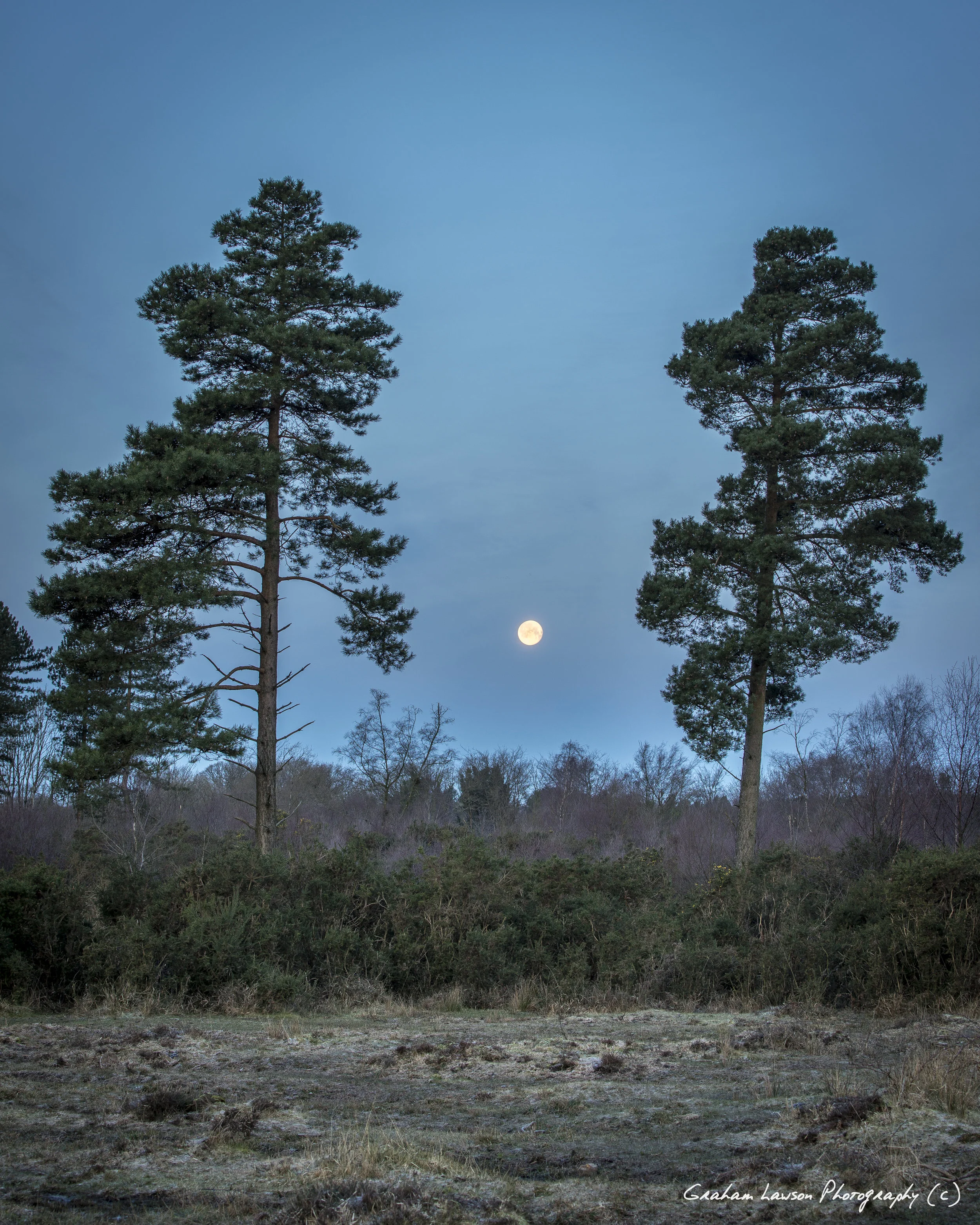 Two Pines and Moon