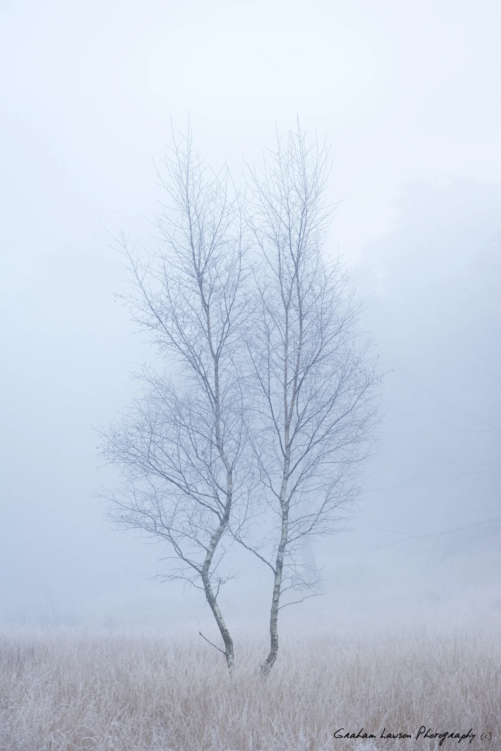 Winter Fog