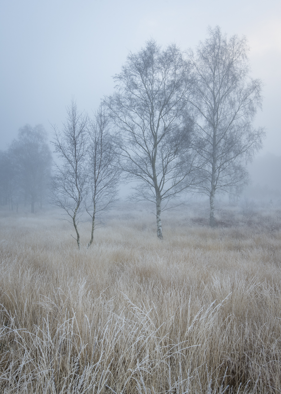 Newtown Morning (Winter).jpg