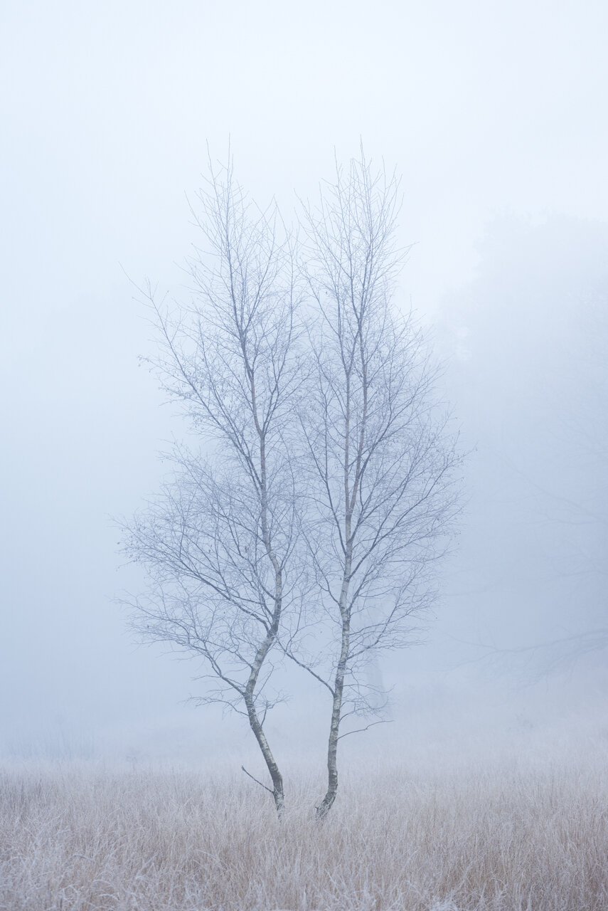 Winter Fog